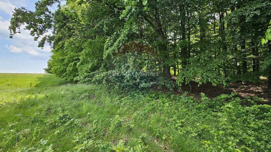 Teren Ilisesti  7000mp extravilan/ DN 17, Suceava - 28