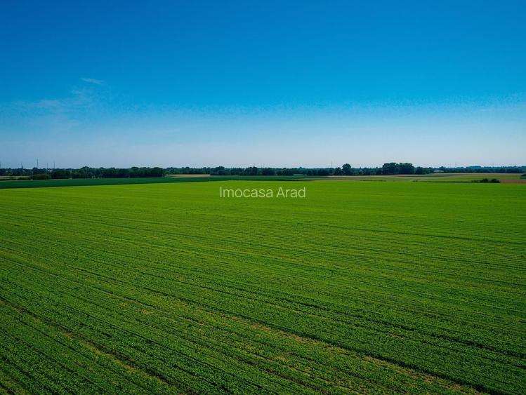 Vanzare Teren Extravilan Arabil, Pășune Chesint, Zabrani Arad, 48.86ha - 2