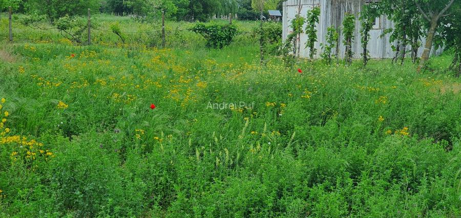 Teren intravilan 2300mp Sarulesti Sat Calarasi - 11