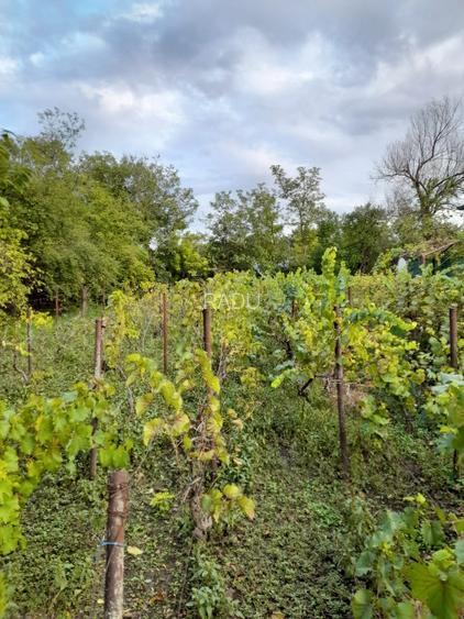 Casă locuibilă cu 1400 mp teren, vie pe rod și livadă – aproape DN3 – Ștefănești - 10