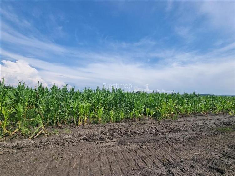 Parcele de vanzare de aprox 5 arii, 50 euro mp , Nazna, - 4