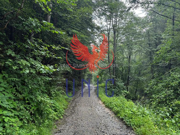 18000 mp de natura pura ,Lupeni, langa Straja - 33