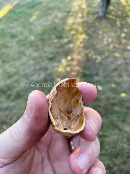 Livada de nuci cu suprafata de 4 hectare - 6