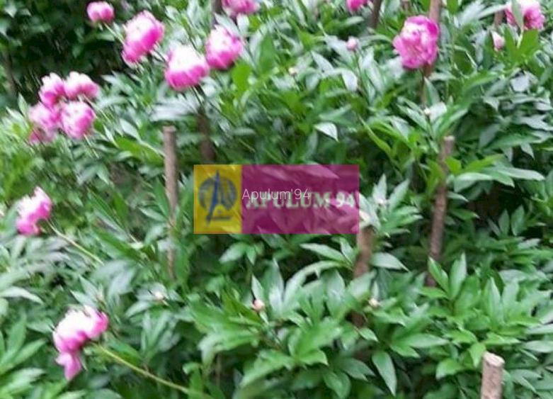 Casă de vânzare în Provița de Jos - 49