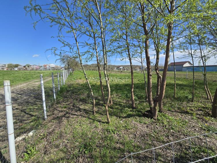 TEREN INTRAVILAN -1300 mp CURTISOARA - 20