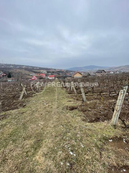 Teren 4.209mp, Chicerea, Comuna Tomești - 3
