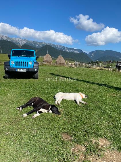 Teren 110.000 mp. in satul Pestera, comuna Moieciu - 9