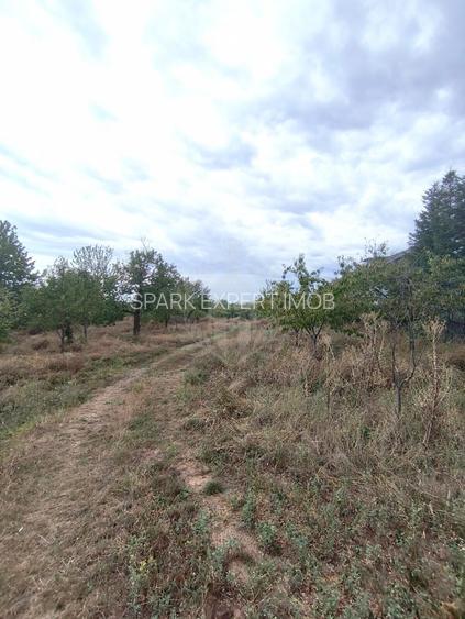 TEREN PAULESTI//17211 MP// INTRAVILAN - 2