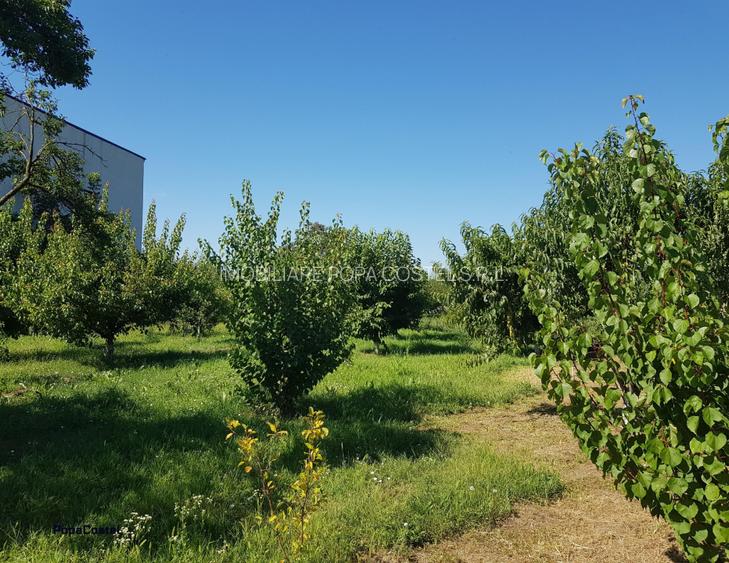 Petresti - Corbeanca 4648 mp intravilan desch. 33 m, utilitati, acces asfaltat - 15