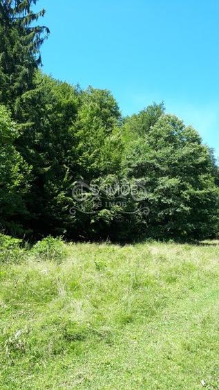 Vand teren si padure conifere in Albestii de Muscel. - 8