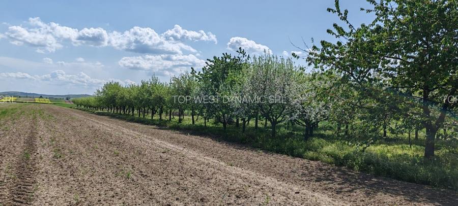 Casă și teren generos – sat Ciuhoi, comuna Săniob, județul Bihor - 6