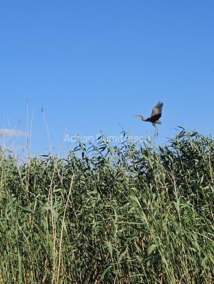 Teren intravilan in Delta Dunarii, C.A. Rosetti - Cardon - 8