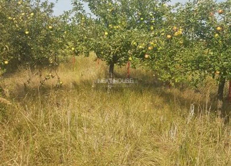 Teren la 35 km de Bucuresti - Izvorani - Ciolpani - 16