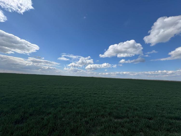 Teren extravilan 17700mp Biharia - 5