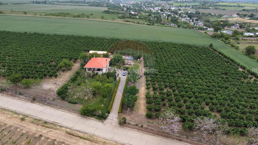 Casa - plantatie aluni  41300mp - 11