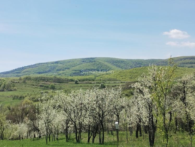 TEREN INTRAVILAN 1400 mp cu cabană și livadă, Gârbova de Sus (Aiud), zonă bună - 7