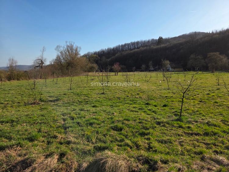 Vand teren intravilan cu livada de gutui - 2