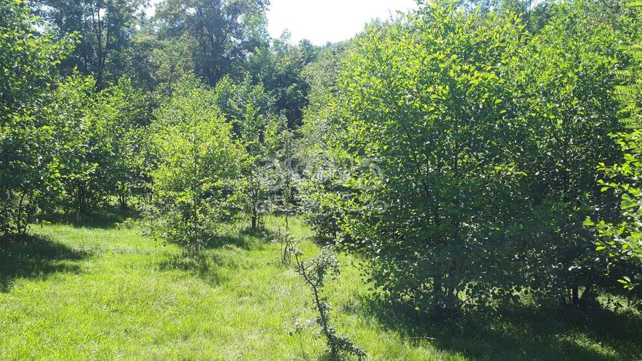 Teren cu livada de vanzare in Albesti de Muscel - 9