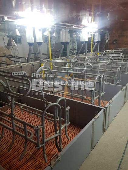 AFACERE LA CHEIE  FERMA DE  PORCI - 6