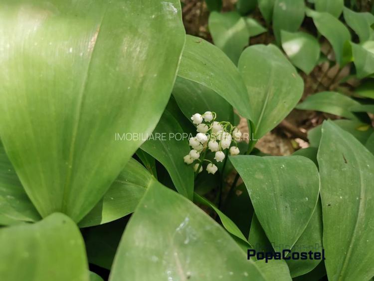 Otopeni Oituz teren 1000 mp deschidere 14 ml utilitati langa teren - 5