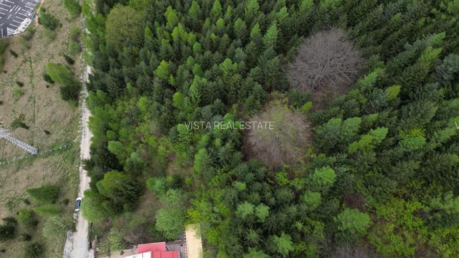 Teren 6500mp Dambu Morii - Bunloc, Brasov - 6