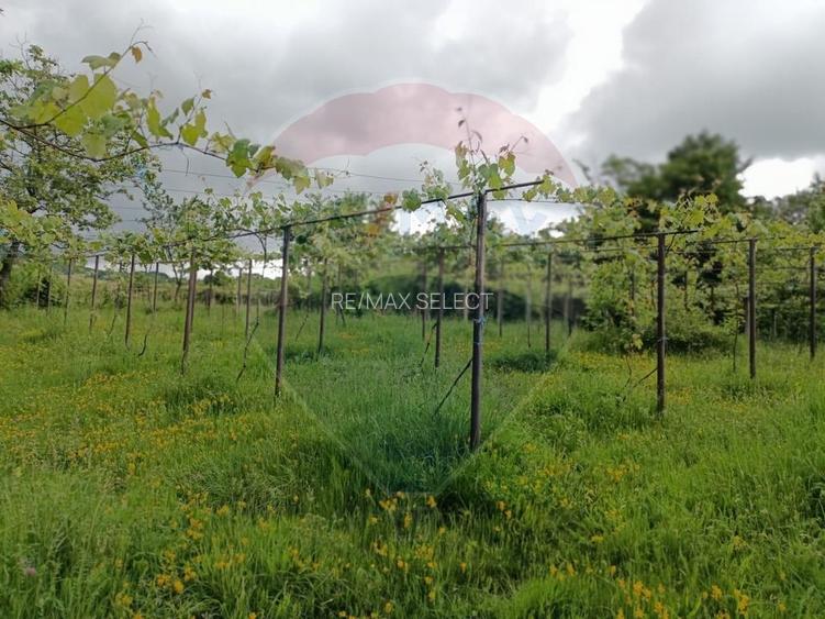 Vânzare casa la munte - zona turistica - Baia de Fier - 24