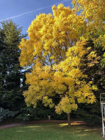 PROPRIETATE CU ENERGIE PURA |  Sanctuarul Eleganței și Rafinamentului - 27