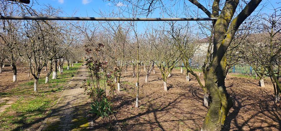 Proprietate exceptionala - Balotesti - 7