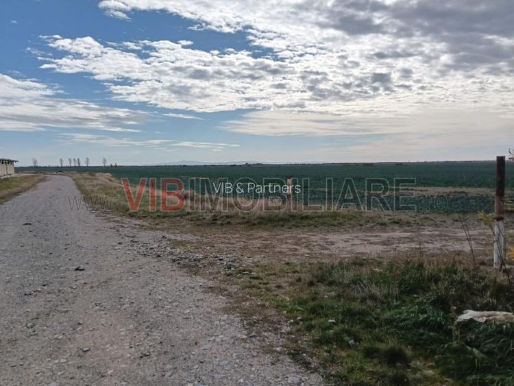 Ferma Agricolă 1.350 Hectare – Grad de Comasare 96–97%, Chișineu Criș, Județul A - 3