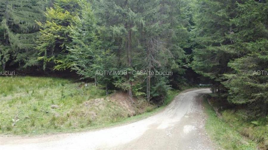 Teren 7 ha, Lac Vidraru, Podis Molivis - 2