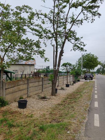 Casă + teren 4200 mp, vie, curent, fosa, anexă – Crevedia Mare, Giurgiu - 8