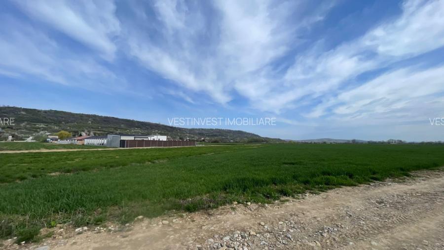 Teren Intravilan Podgoria 1800 mp - 2