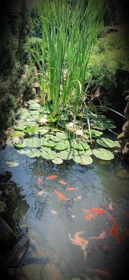 BRAYTIM - CASA INDIVIDUALA - 5 cam - 3 bai -  GARAJ - TERASA - PISCINA - IAZ - 9 - 25