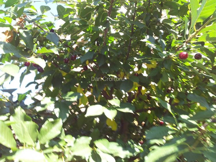 Resedinta de lux, amplasata ultracentral in orasul Iasi, teren 750 mp - 10