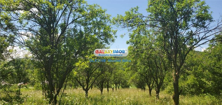 Teren intravilan comuna Bogati sat Birloi Jud. Arges - 4