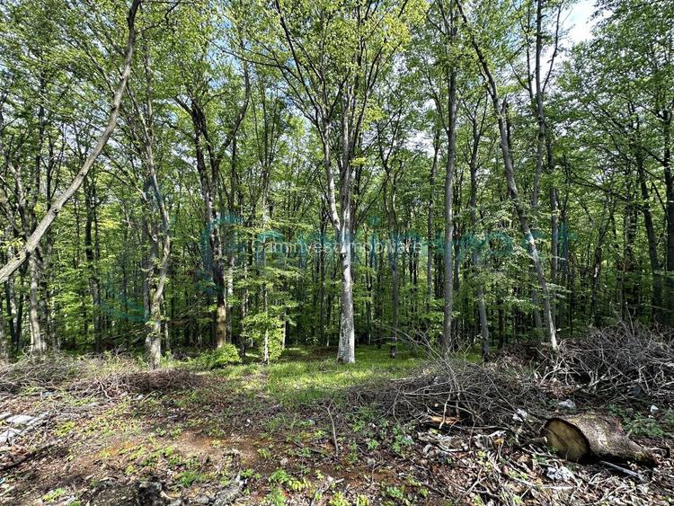 Casa noua cu teren 2,7 hectare in zona montana Apuseni, Bihor - 8