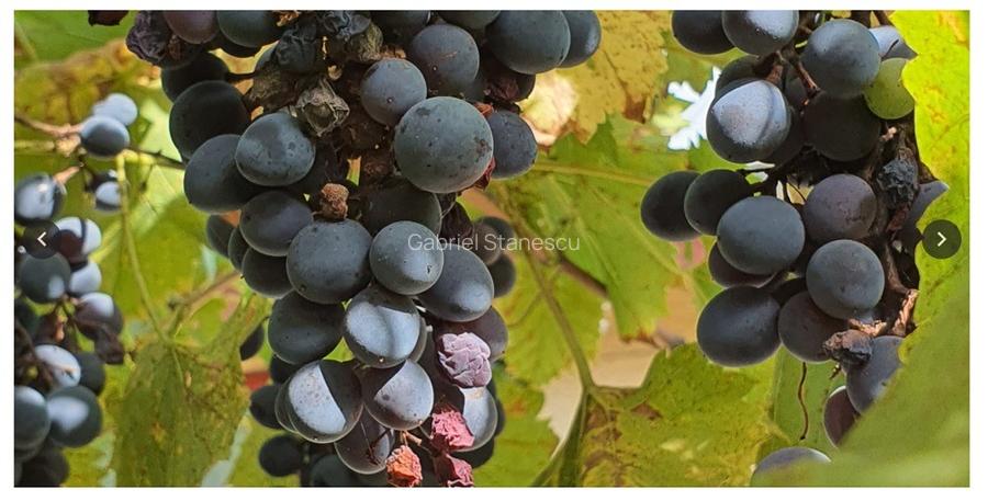 De vanzare/inchiriere spatiu Industrial/agricol cu teren intravilan - 5