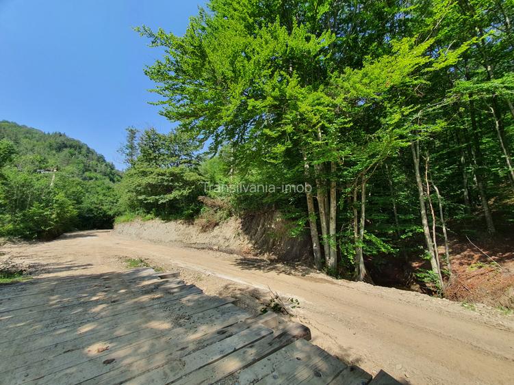 Padure zona Nehoiu  6H – 0,6 euro/mp - 3