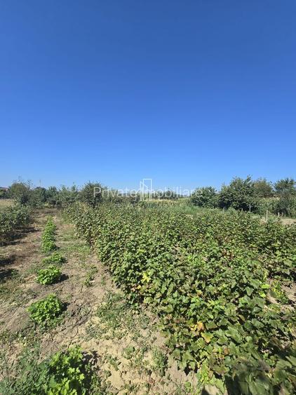 Casa cu piscina, 3450 Mp suprafata teren, Albesti, Mures - 25