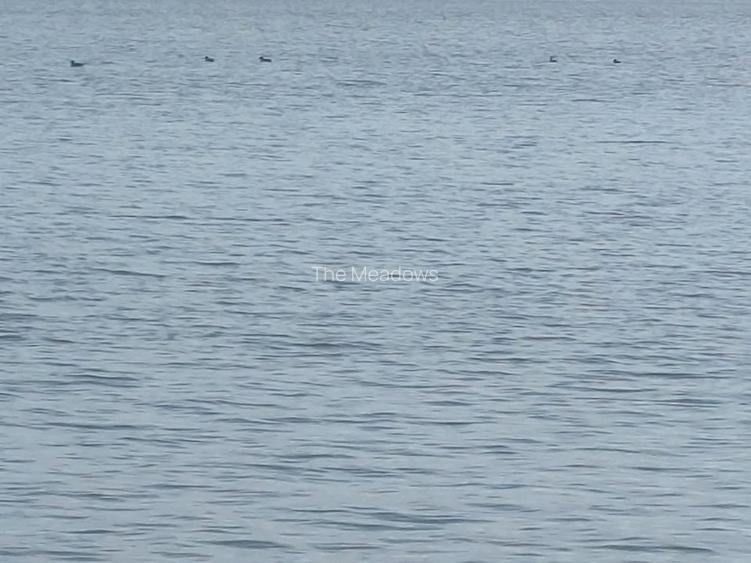 Townhouse 5 camere, The Meadows, Sectorul 1, zona Nord - 4