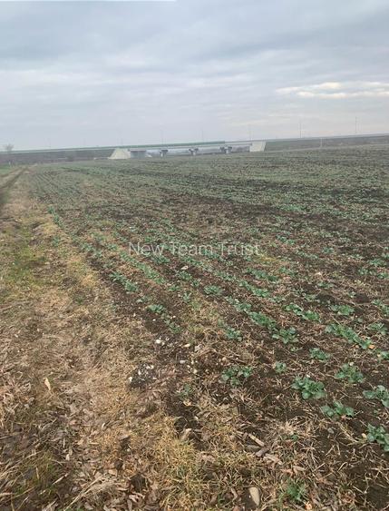 Vanzare Teren Intravilan Tunari - Dimieni Autostrada A0 - Tamasi - Snagov - 6