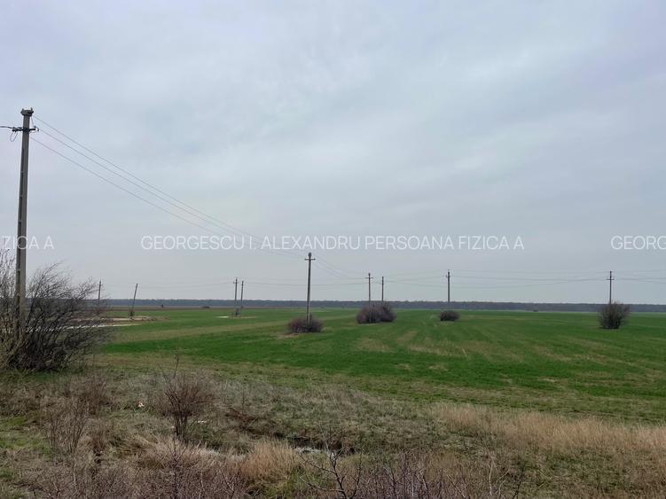 Giurgiu-Marsa Teren Agricol 8.5 Ha - 6