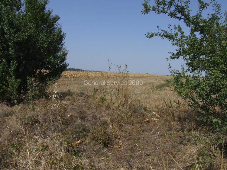 Teren Clinceni-Ordoreanu padure - 7