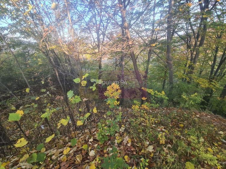 Teren intravilan de vanzare in Telega - 4