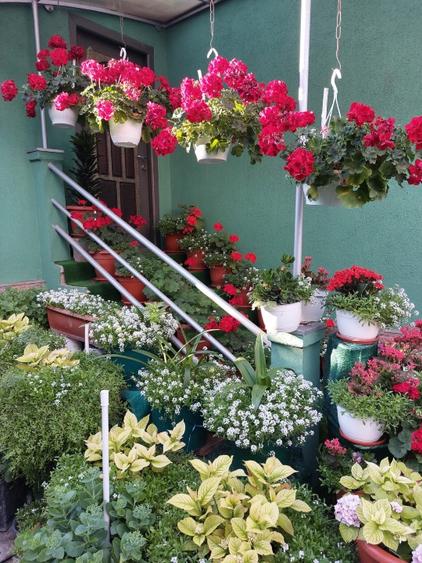 Vand casa in centrul orasului Bistrita