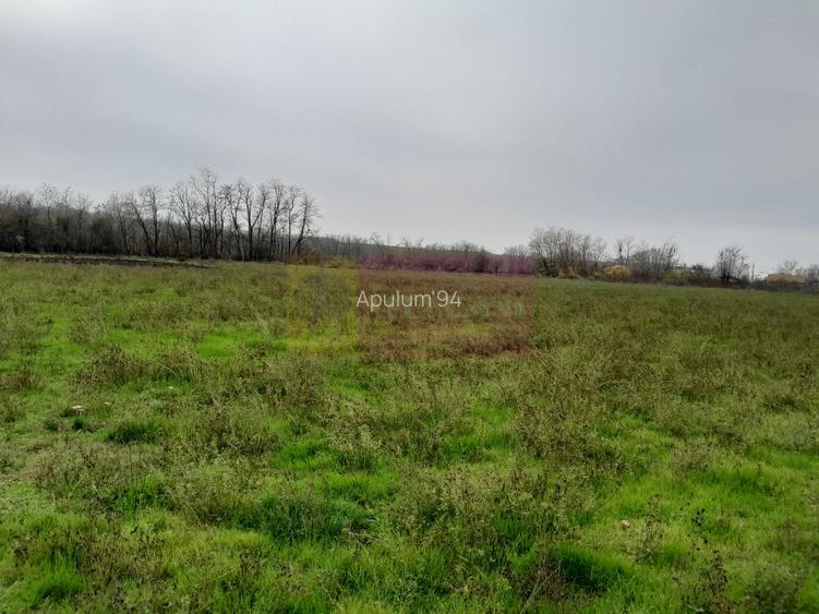 BARCANESTI -  casa +curte+teren 16k mp - 54