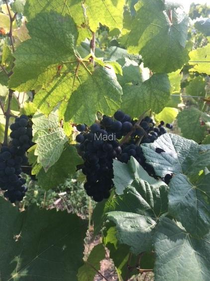 18,57 Hectare lot compact - Plantatie vita de vie pe rod, soi Pinot Noir - 5