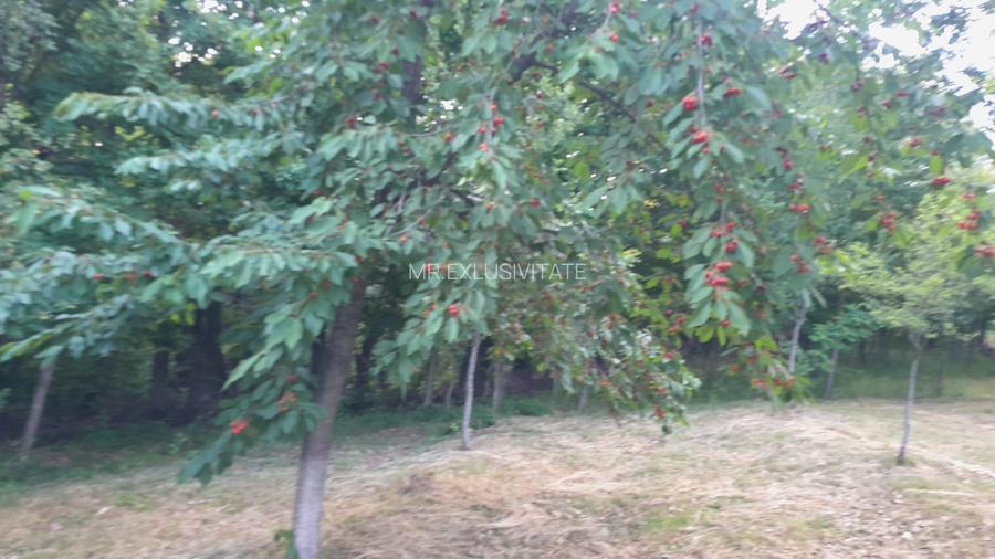 Teren extravilan de vânzare – Stănești, 3.861 mp, livadă de cireși - 2