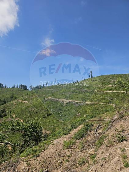 Pasune 21 ha pretabila pentru panouri fotovoltaice,impadurit - 3