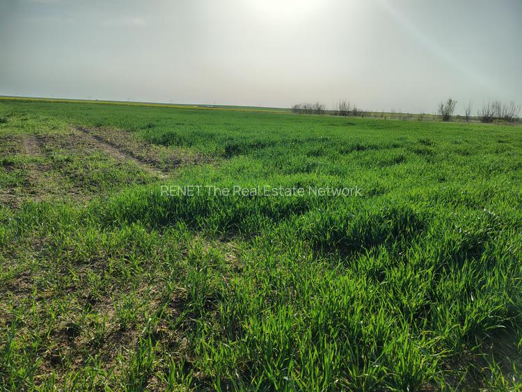 Teren investitie Cernica, Posta - 4